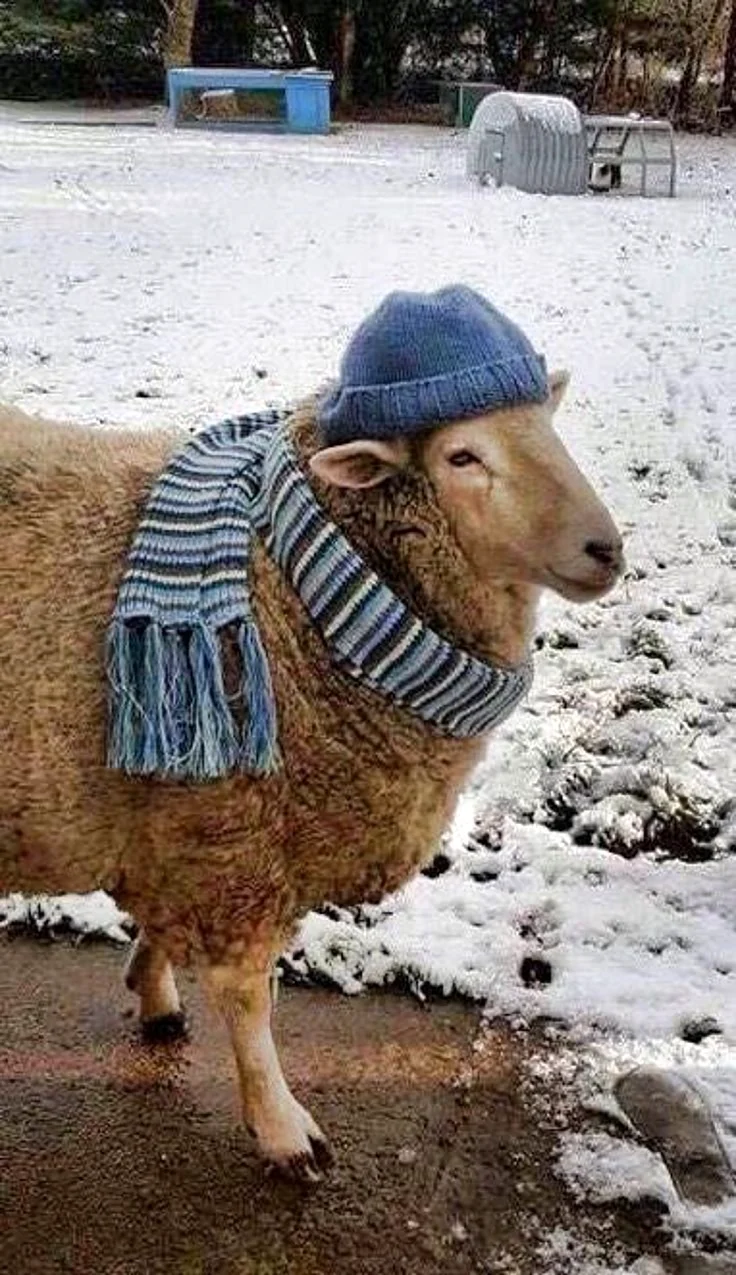 Овца смешная