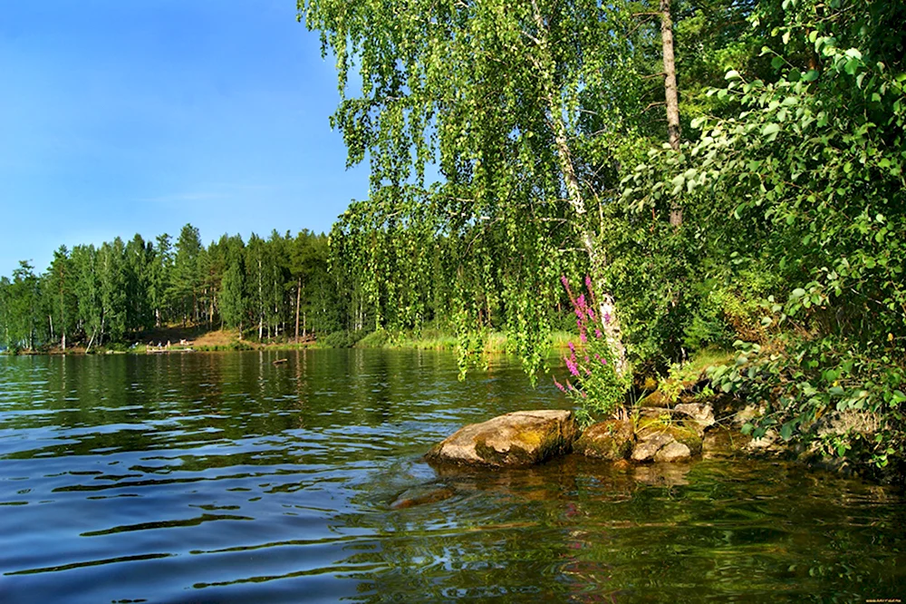 Озеро Любимовское Ленинградская область
