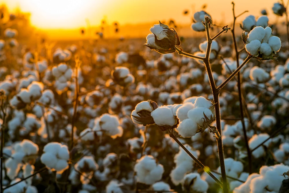 Baumwolle cotton. Поле хлопчатника. Куст хлопчатника. Хлопчатник обыкновенный. Хлопчатник перуанский.