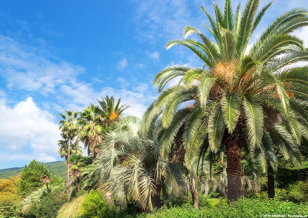 Пальмы Абхазия субтропики