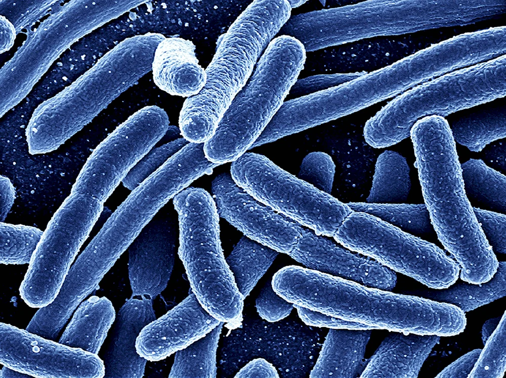 Палочковидные бактерии бациллы