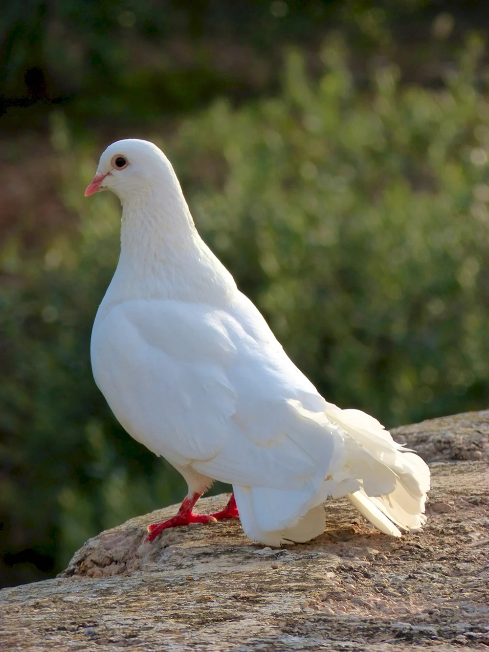 Палома белый голубь