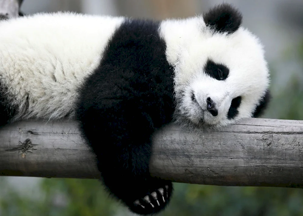 Панда спит