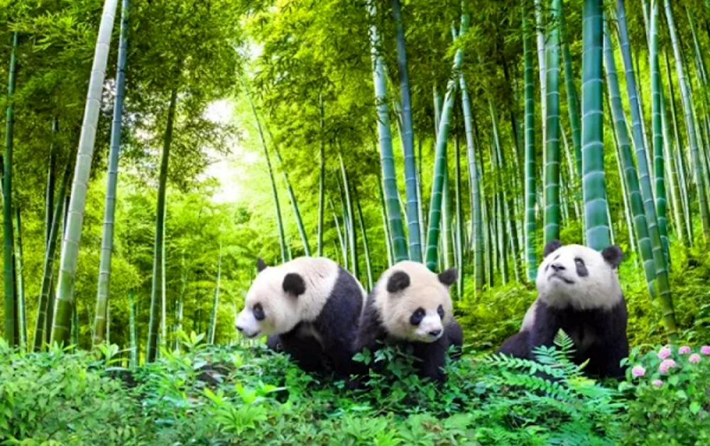 Панда в бамбуковом лесу
