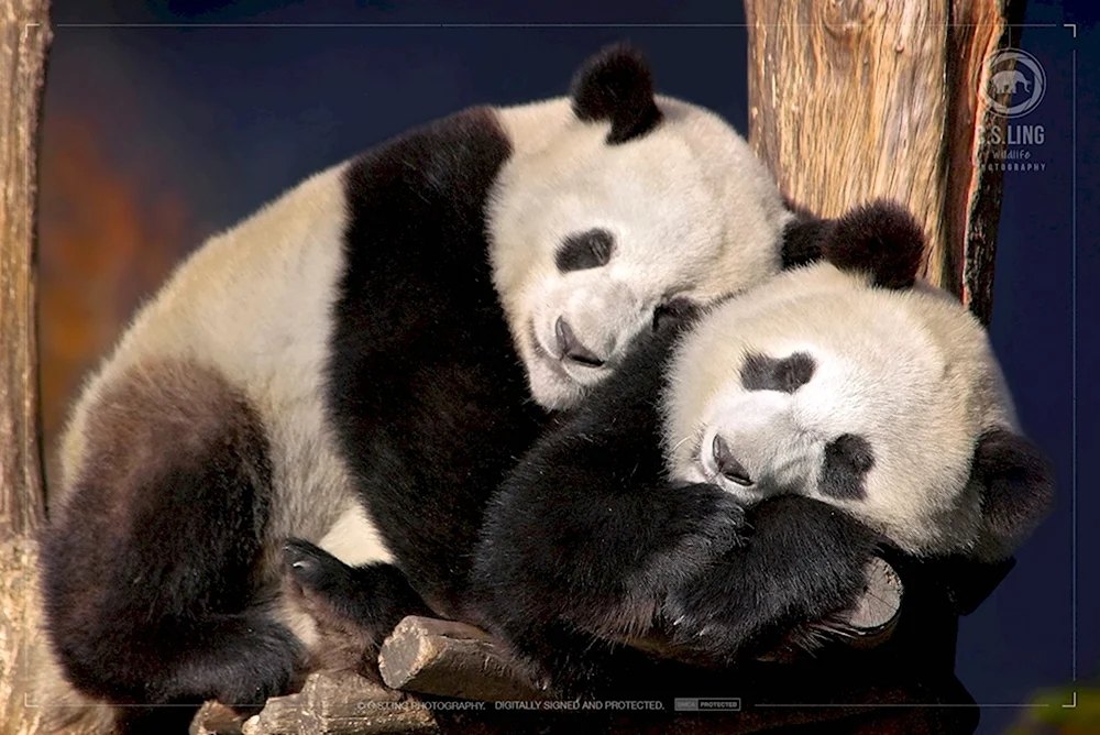 Панды спят в обнимку