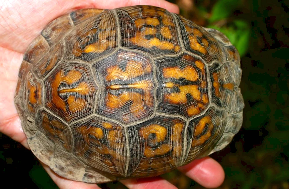 Панцирь черепахи карапакс