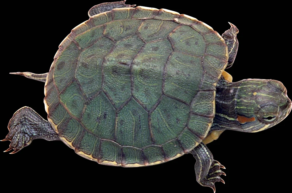 Панцирь красноухой черепахи