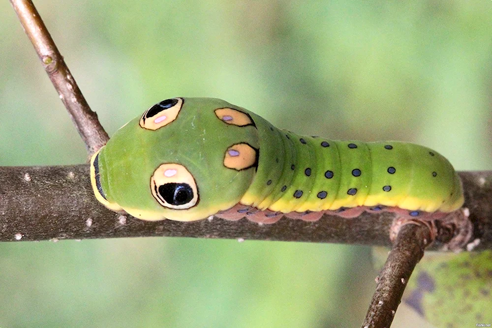 Papilio Troilus гусеница
