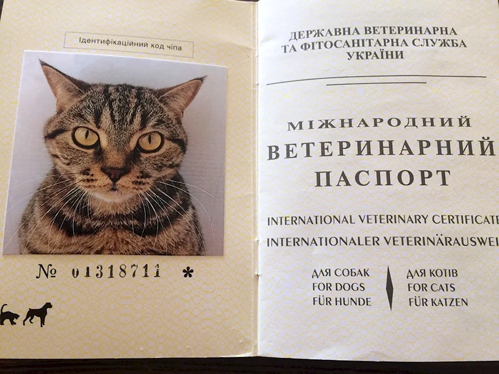 Паспорт кота