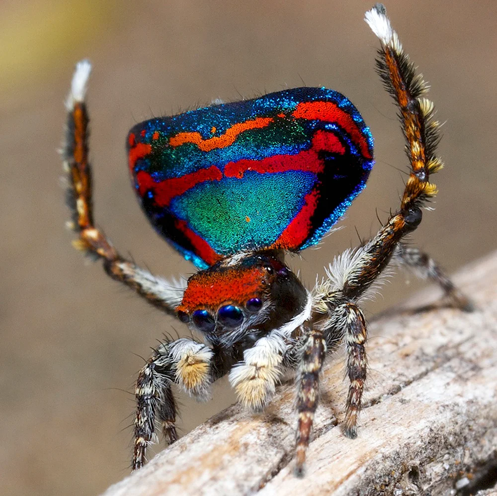 Паук-Павлин Maratus