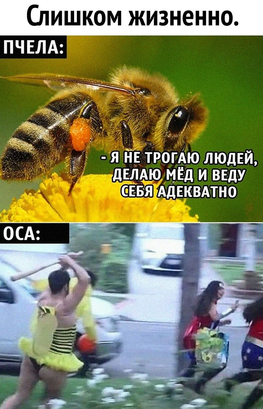 Пчела и Оса Мем