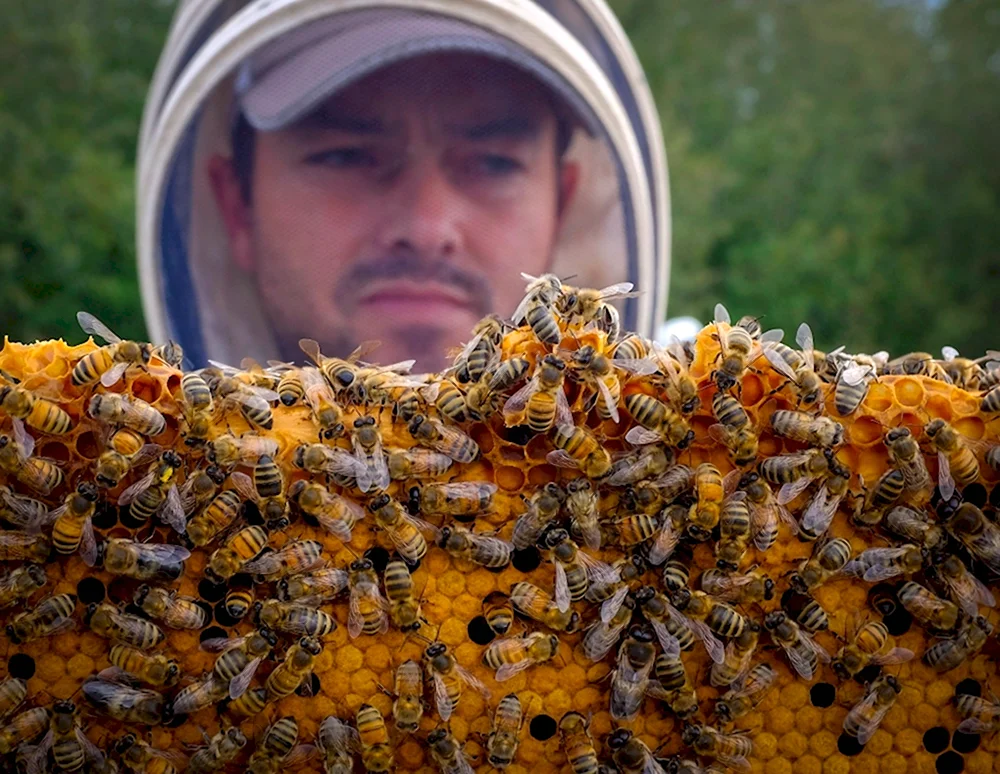 Пчеловодство в Канаде