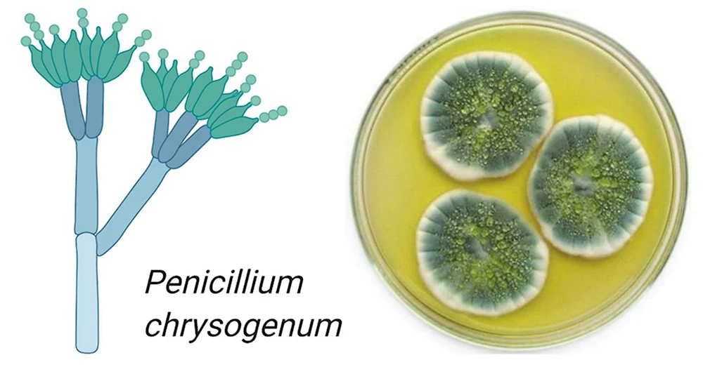 Penicillium notatum пенициллин