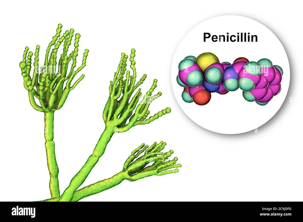 Пенициллин рисунок