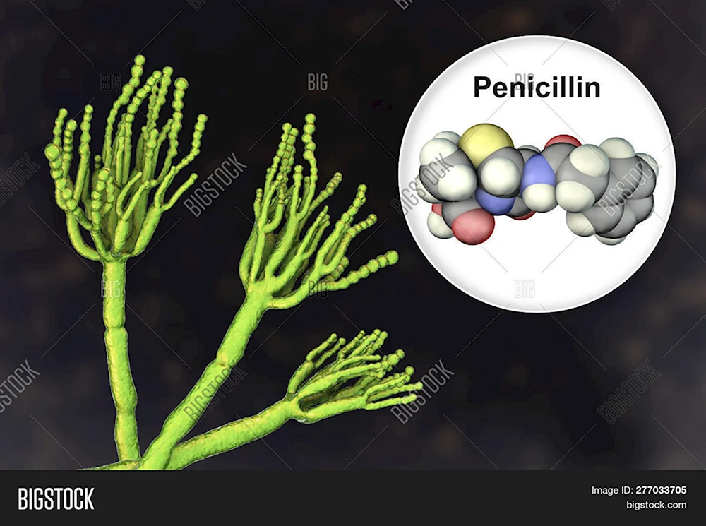 Пенициллин вектор