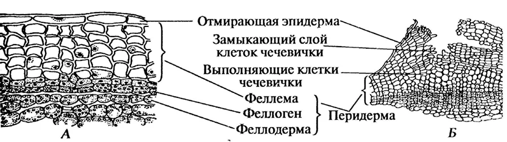 Перидерма и чечевички бузины