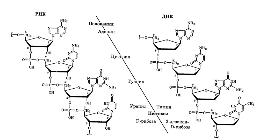 Первичная структура РНК формула