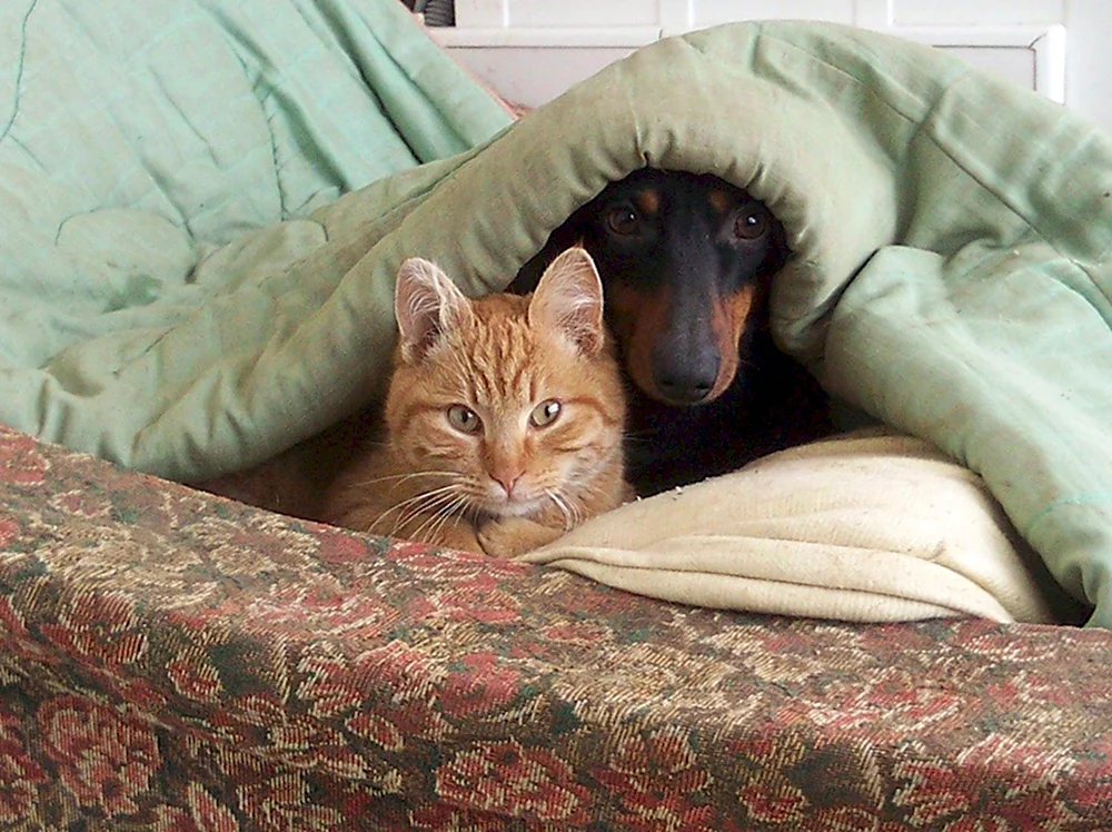 Пес и кот под одеялом