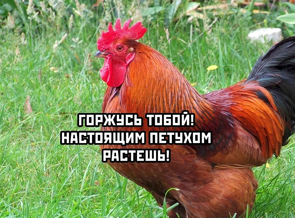 Петух прикол