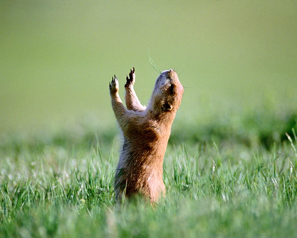 Пьяные животные