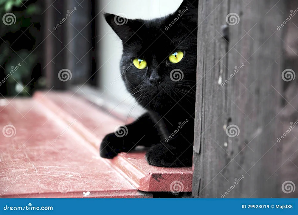 Пятница тринадцатое черный кот