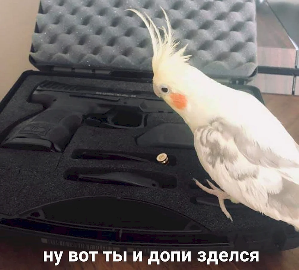 Пикчи с попугаями