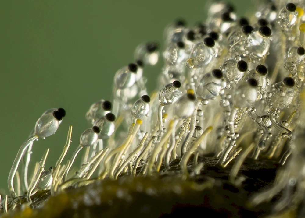 Pilobolus crystallinus