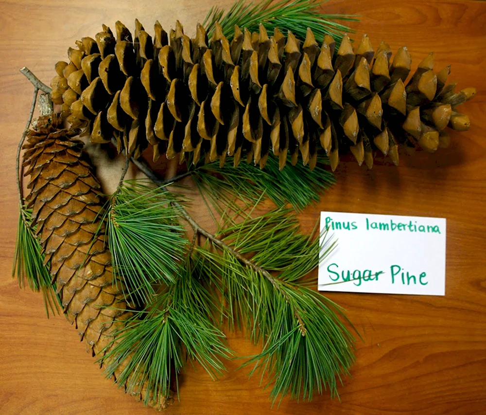 Pinus lambertiana