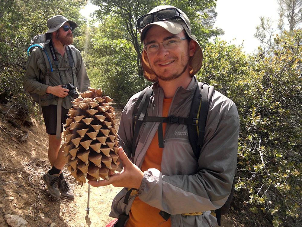 Pinus lambertiana шишки