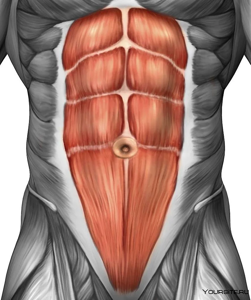 Пирамидальная мышца живота анатомия
