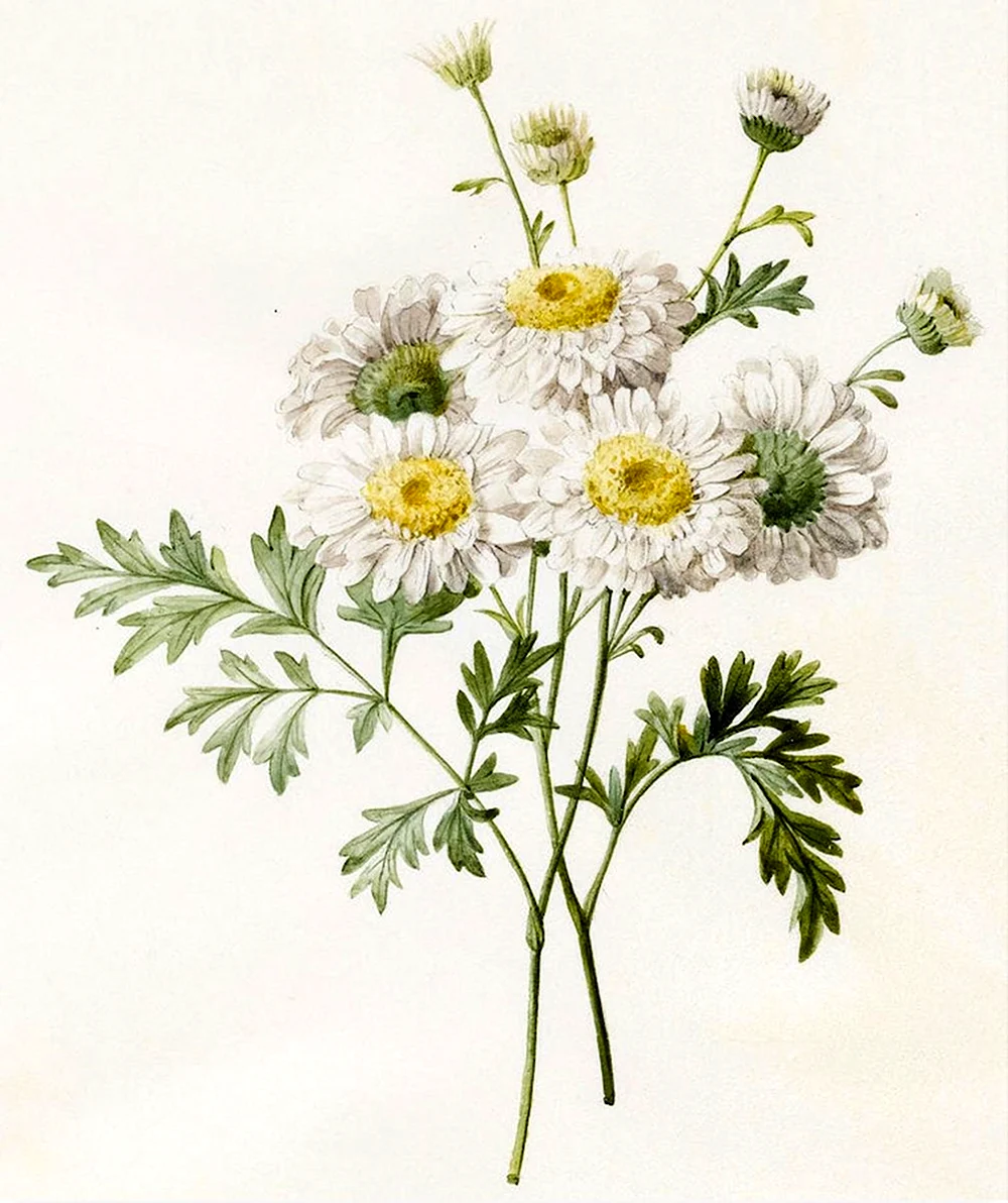 Пиретрум девичий Chrysanthemum parthenium
