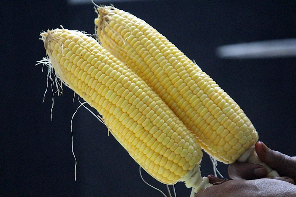 Пищевая кукуруза