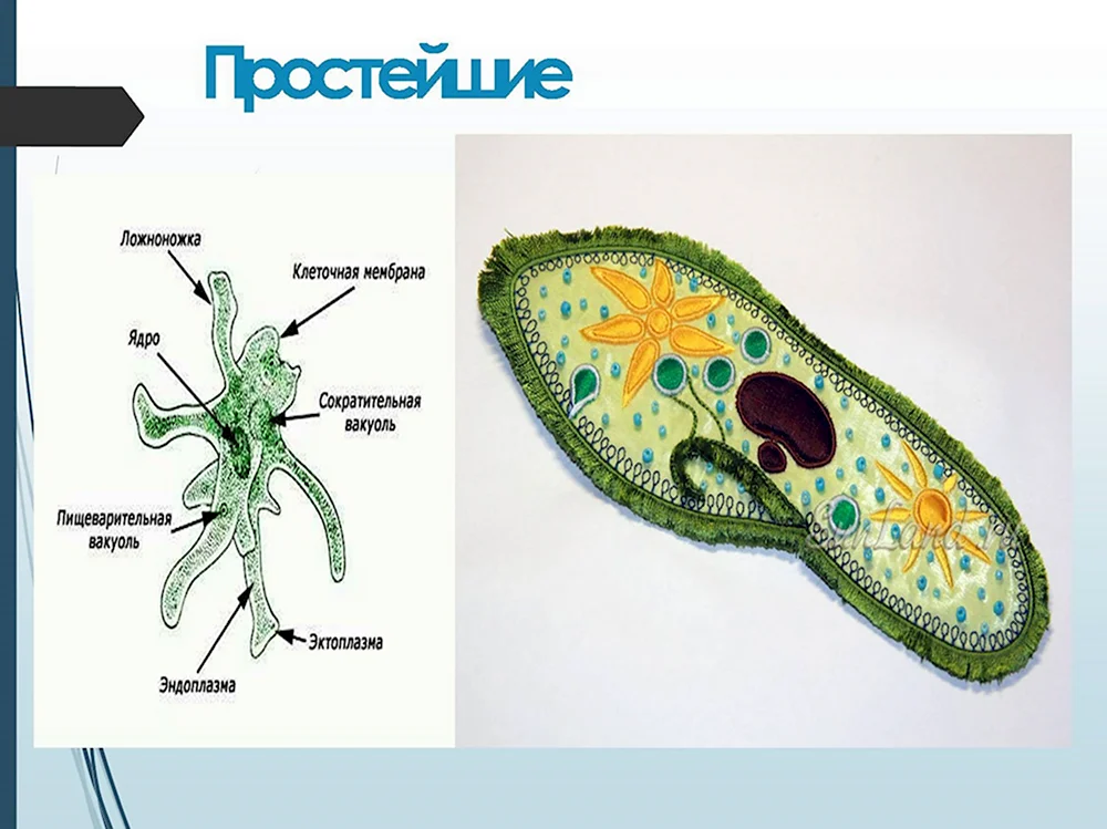 Пищеварительная вакуоль у простейших