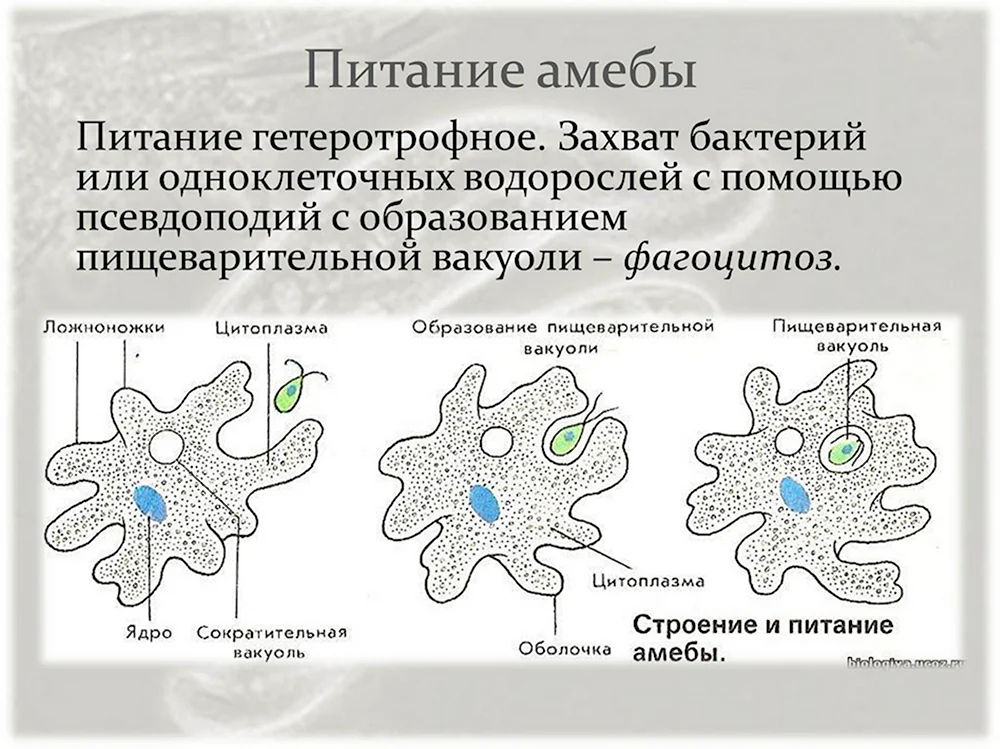 Питание амебы Протей