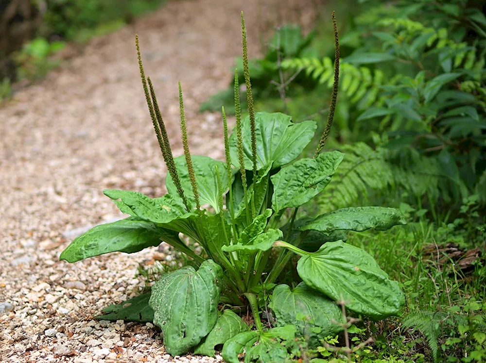 Plantago Major