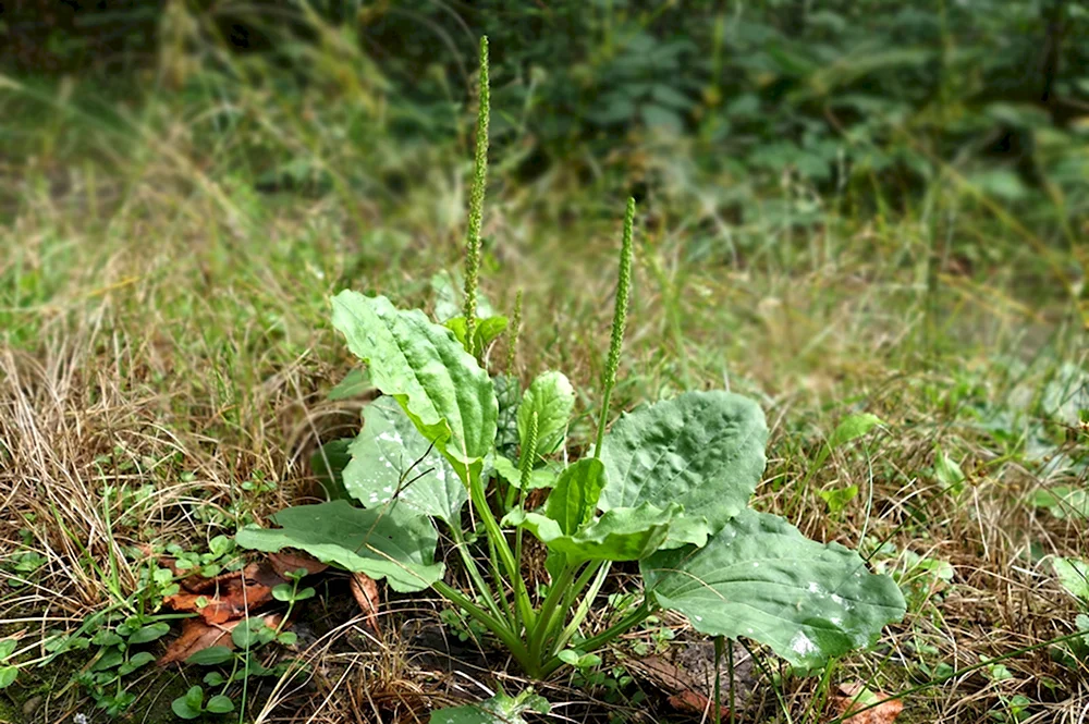 Plantago Major