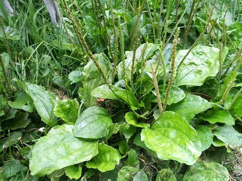 Plantago Major