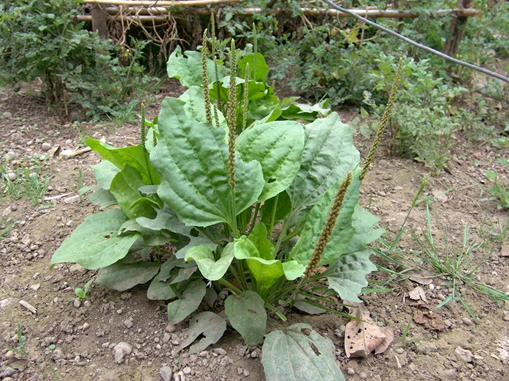 Plantago Major