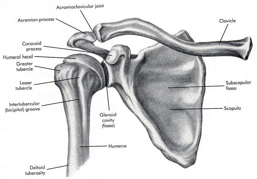 Плечевая кость и лопатка сустав