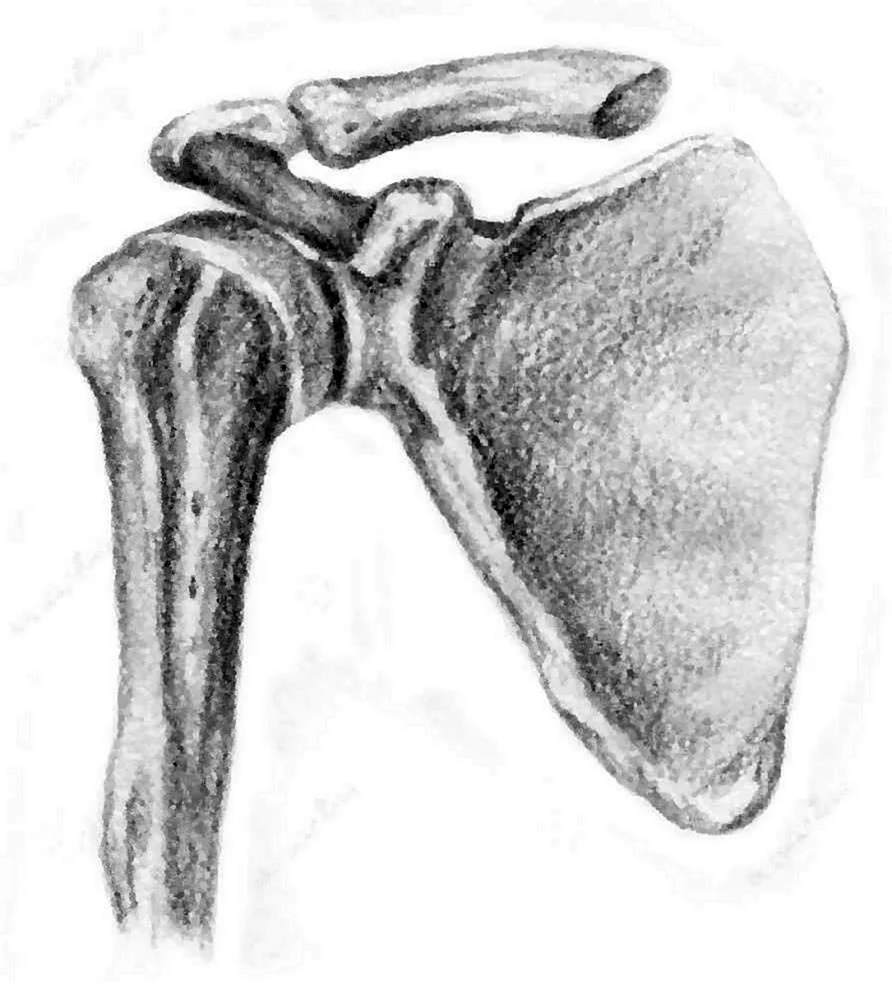 Плечевой сустав и ключица анатомия