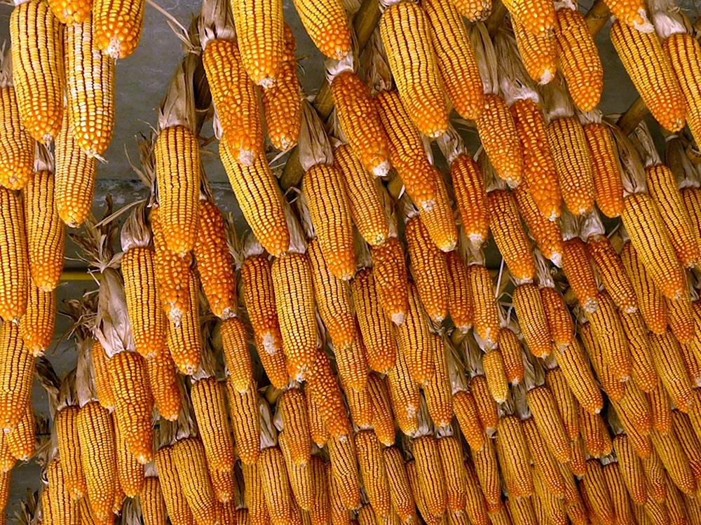 Пленчатая кукуруза