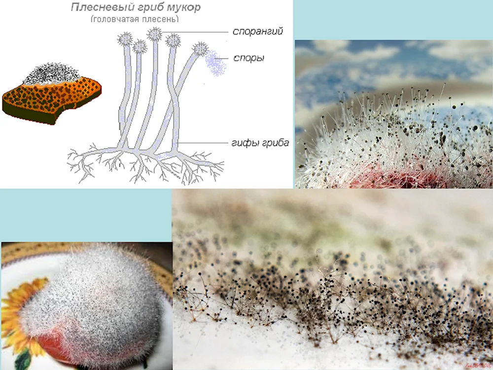Плесень гриб мукор