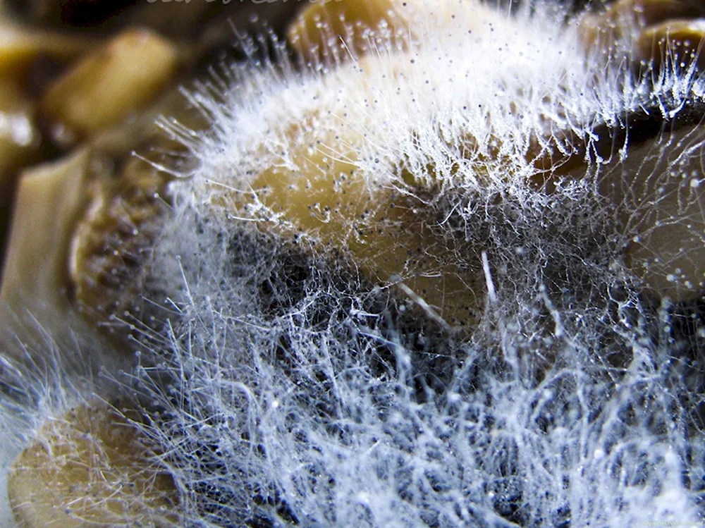 Плесневые грибы Mucor