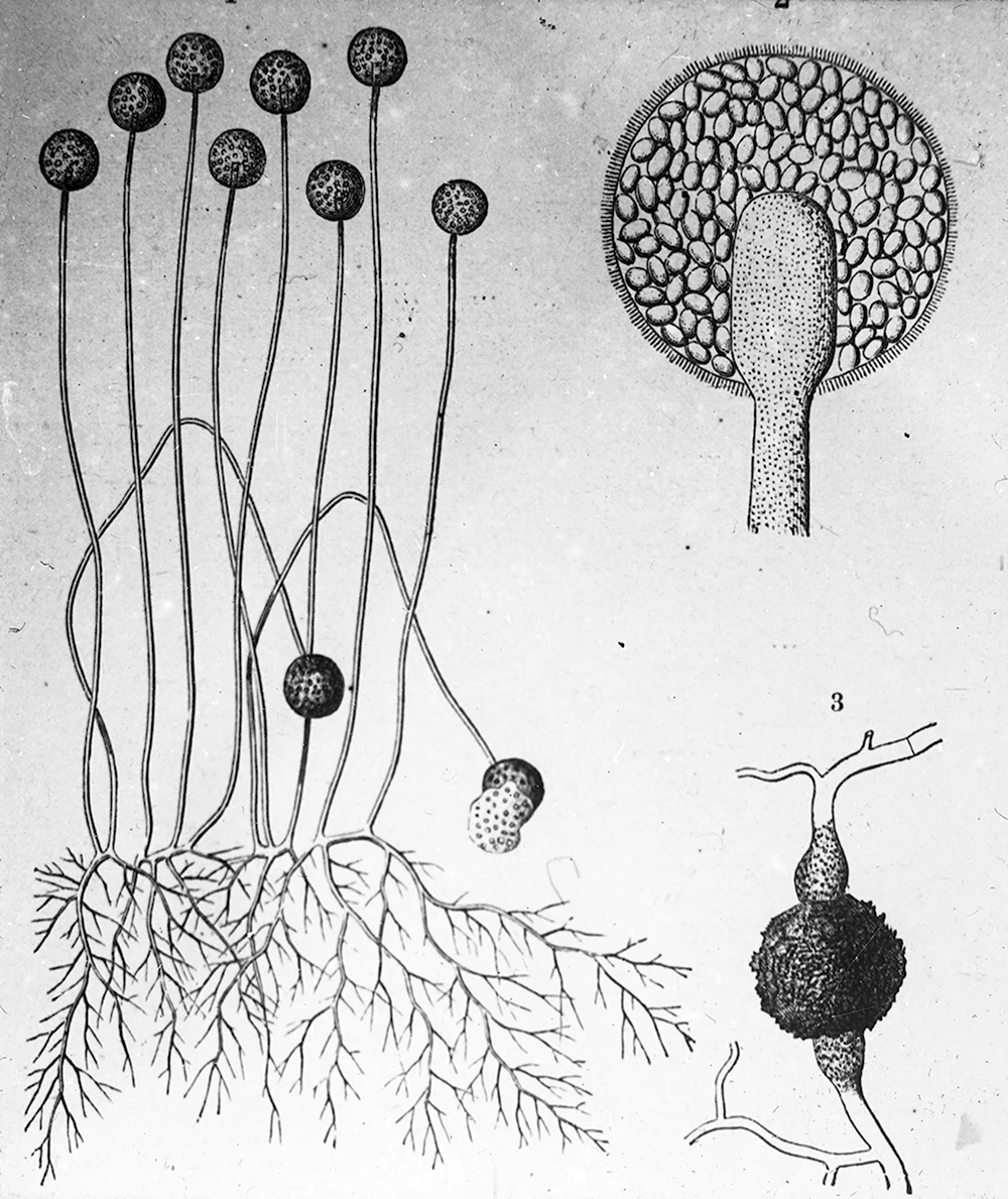 Плесневые грибы мукор