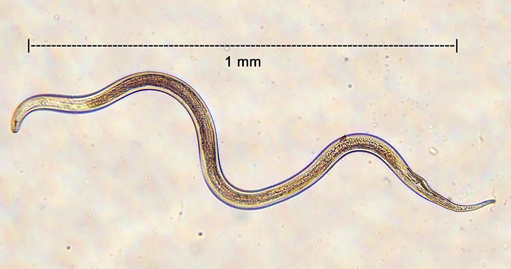 Почвенная нематода Тип червей