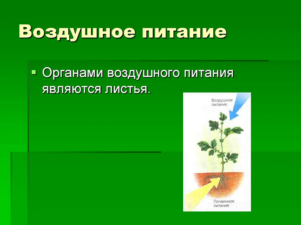 Почвенное и воздушное питание растений