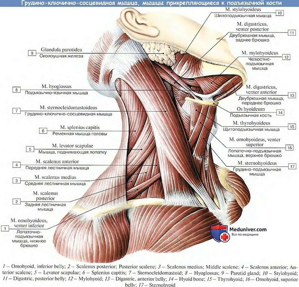 Подъязычная кость анатомия и мышцы шеи