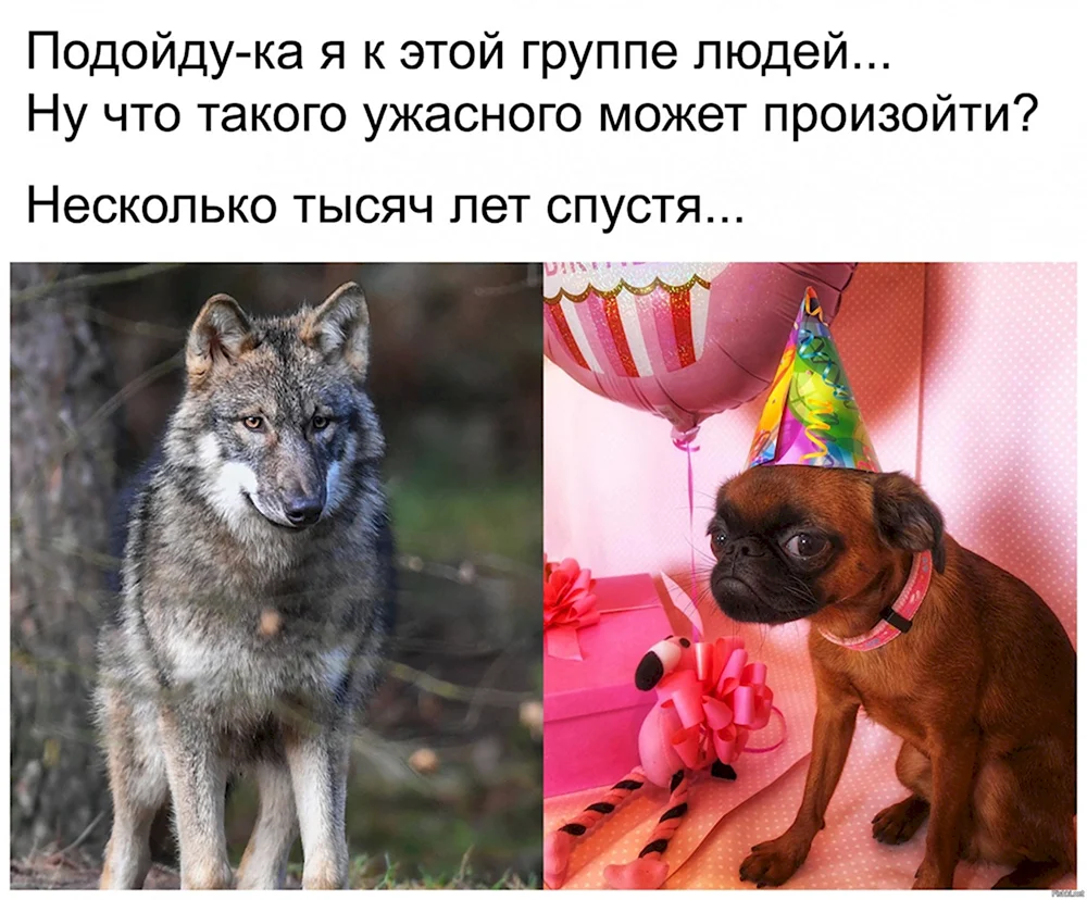 Подойду к людям волк