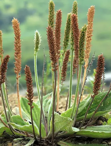 Подорожник большой Plantago Major l.