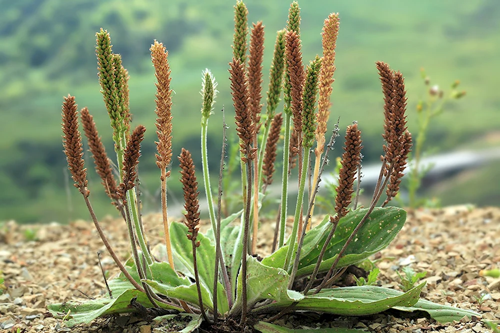 Подорожник большой Plantago Major l.